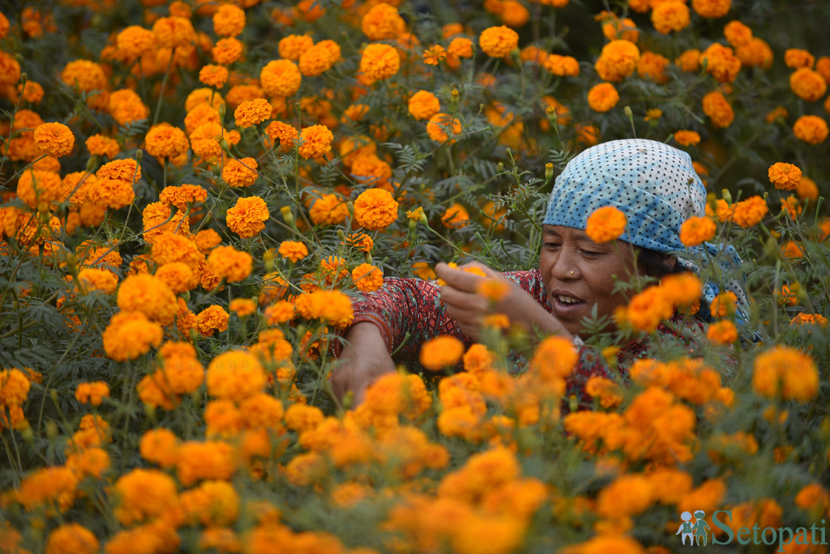 https://raracms.setopati.com/uploads/shares/2019/01/sujita/Marigold flowers for the Tihar Festival (1).JPG